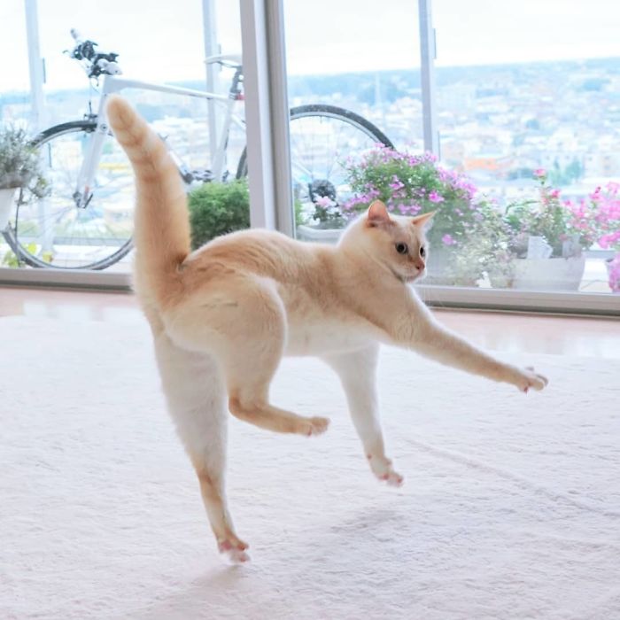 Funny-Dancing-Cats