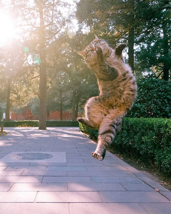 Funny-Dancing-Cats