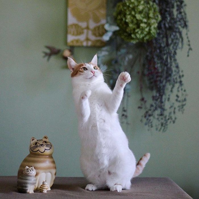 Funny-Dancing-Cats