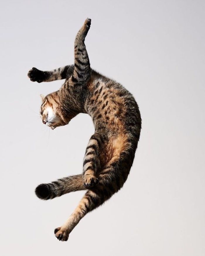Funny-Dancing-Cats