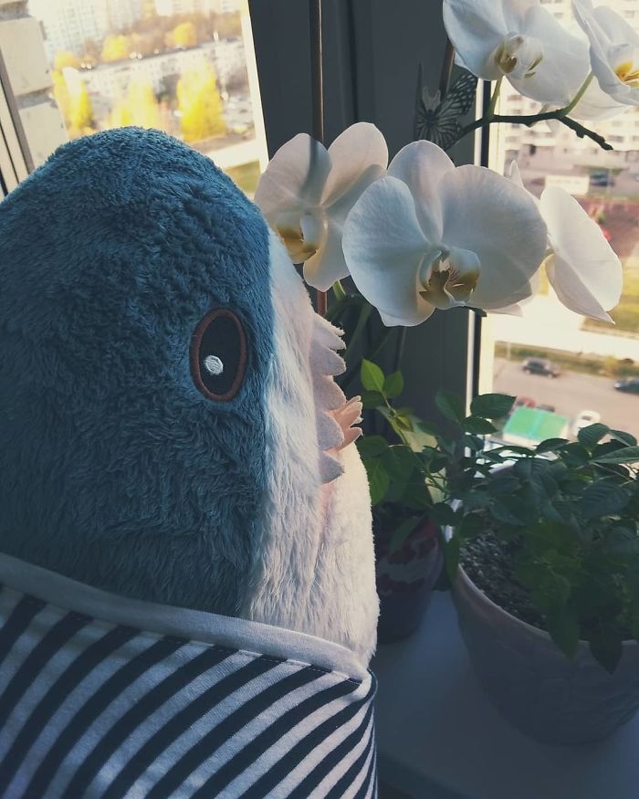 Ikea Shark Plush