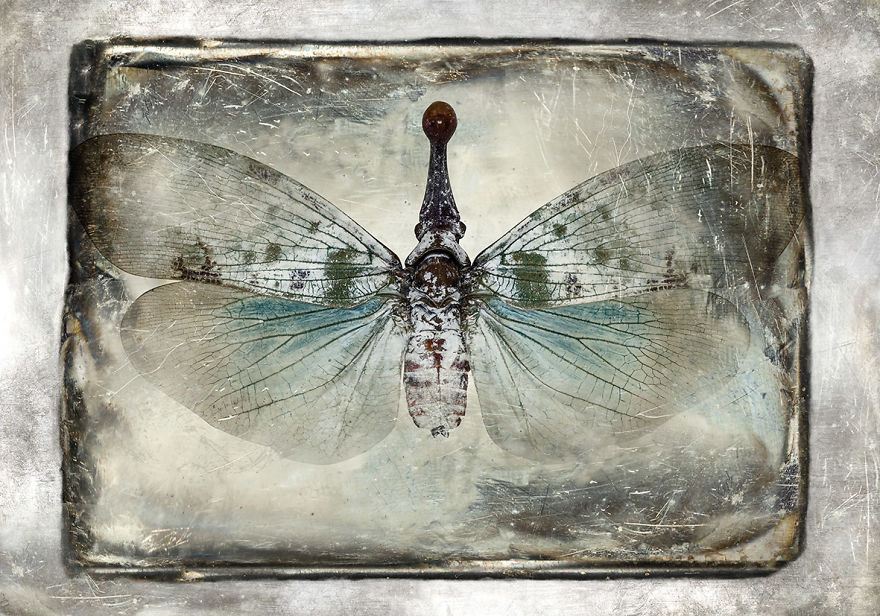 I Combine The Oldest Type Of Photography With Modern Technology Creating A New Technique Dagegraphy