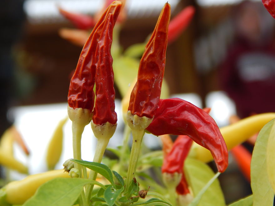 I'm An Amateur Photographer Looking For Constructive Criticism