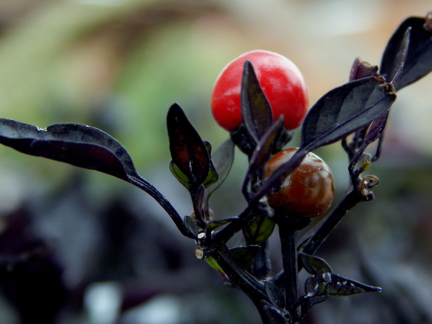 I'm An Amateur Photographer Looking For Constructive Criticism