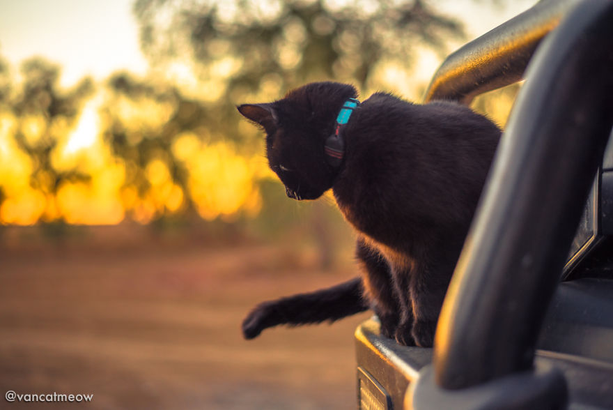 I Spent Over 3 Years Traveling With My Cat In A Campervan
