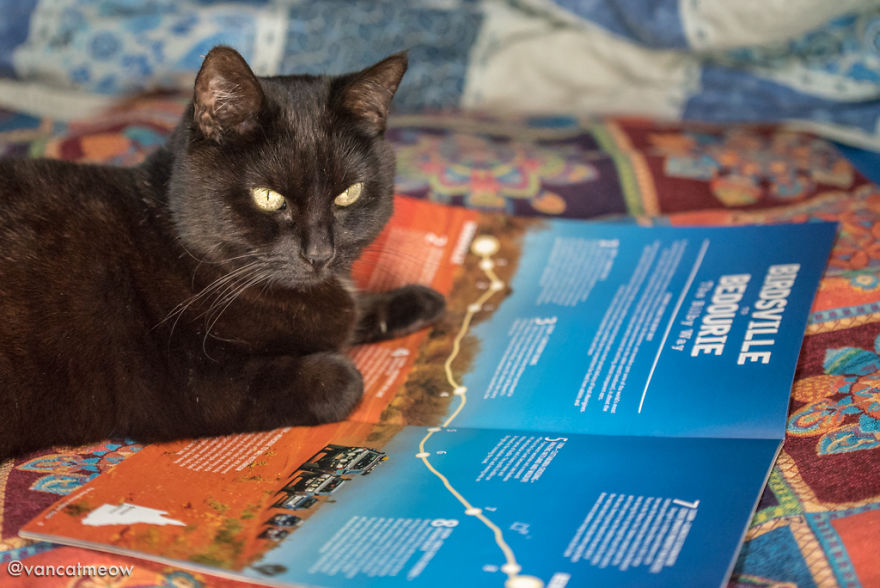 I Spent Over 3 Years Traveling With My Cat In A Campervan I Spent Over 3 Years Traveling With My Cat In A Campervan