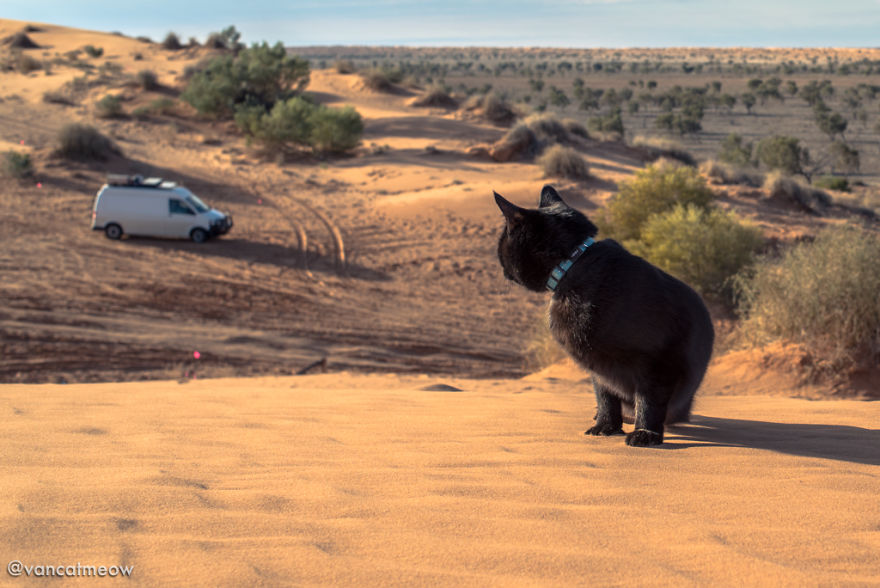 I Spent Over 3 Years Traveling With My Cat In A Campervan I Spent Over 3 Years Traveling With My Cat In A Campervan