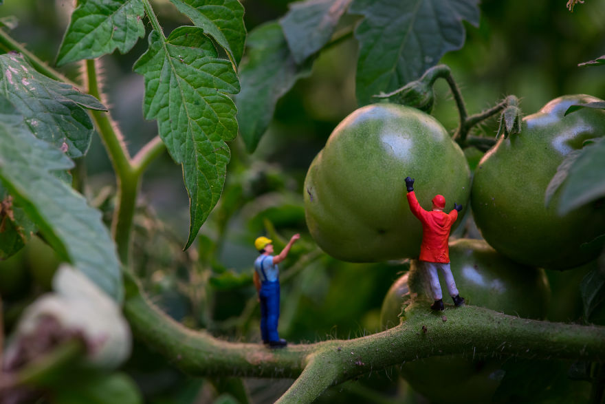 Jacket Color Test. Not Yet.