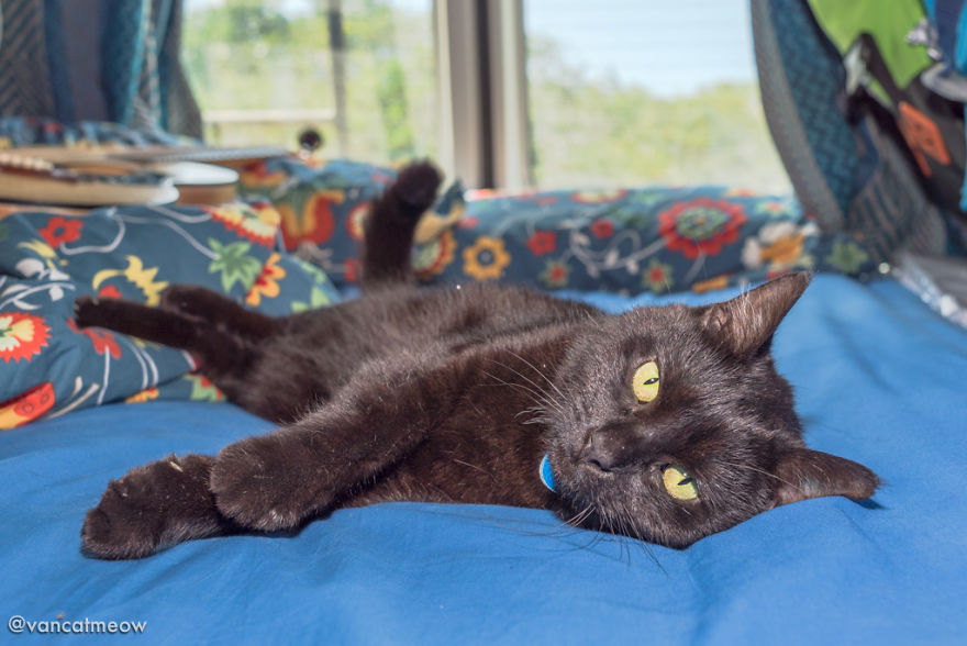 I Spent Over 3 Years Traveling With My Cat In A Campervan I Spent Over 3 Years Traveling With My Cat In A Campervan