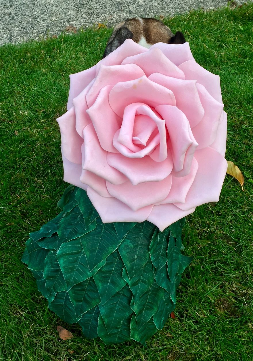 Pearl, The Perfect Rose