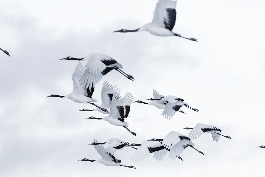 A Winter's Dance - Japan's Red Crowned Cranes A Winter's Dance - Japan's Red Crowned Cranes