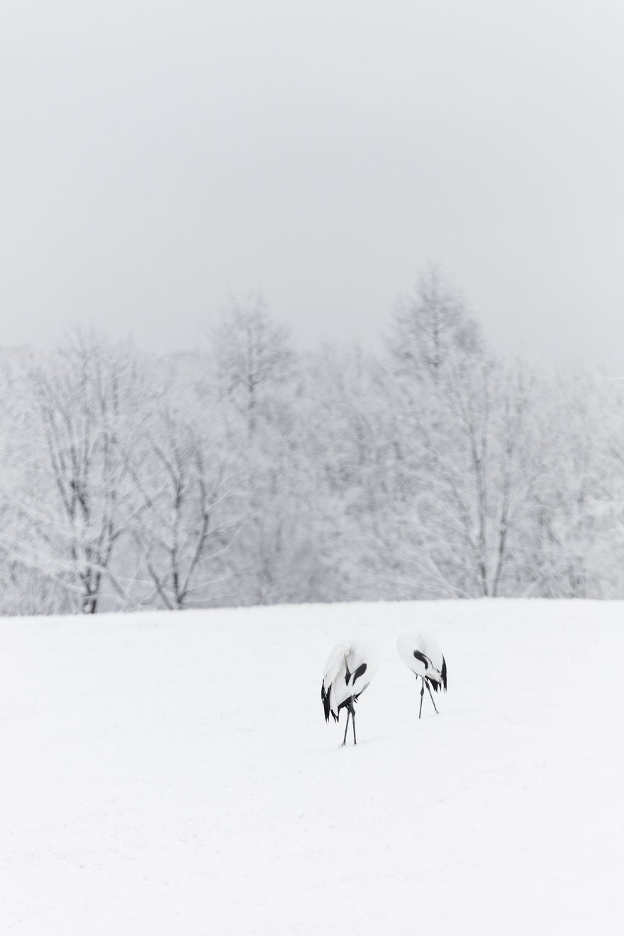 A Winter's Dance - Japan's Red Crowned Cranes A Winter's Dance - Japan's Red Crowned Cranes