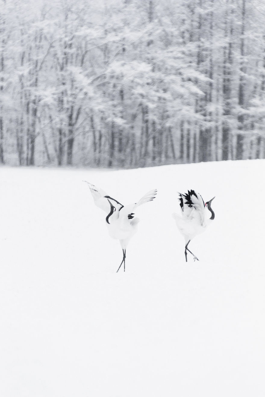A Winter's Dance - Japan's Red Crowned Cranes A Winter's Dance - Japan's Red Crowned Cranes