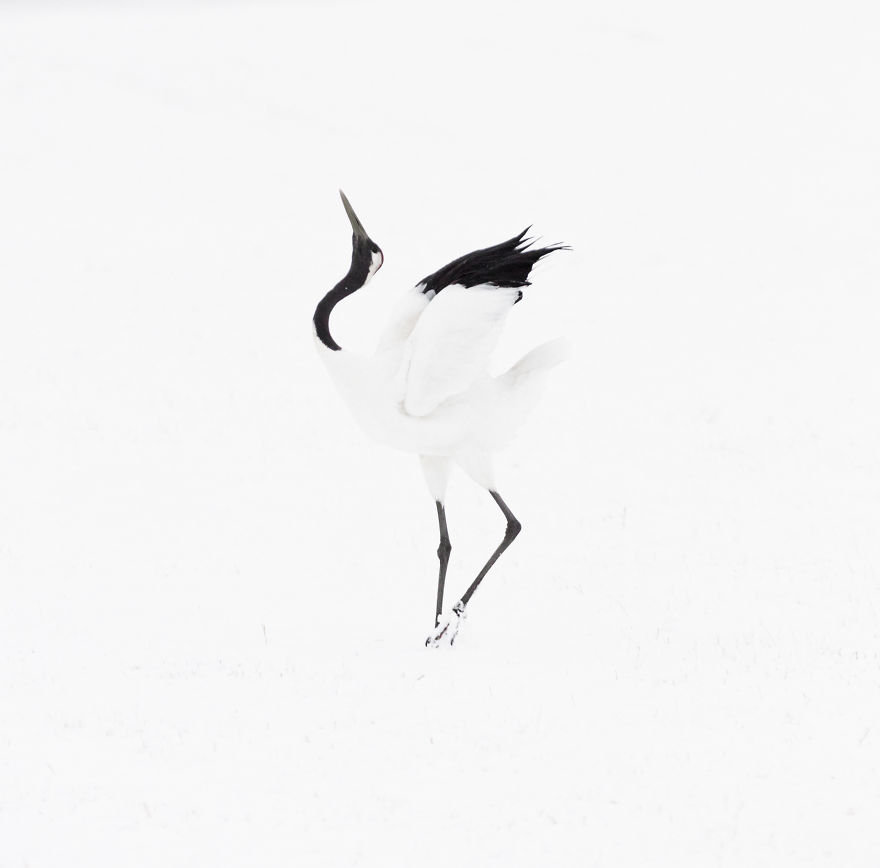 A Winter's Dance - Japan's Red Crowned Cranes A Winter's Dance - Japan's Red Crowned Cranes