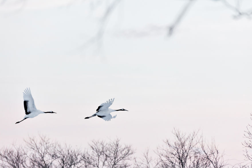 A Winter's Dance - Japan's Red Crowned Cranes A Winter's Dance - Japan's Red Crowned Cranes