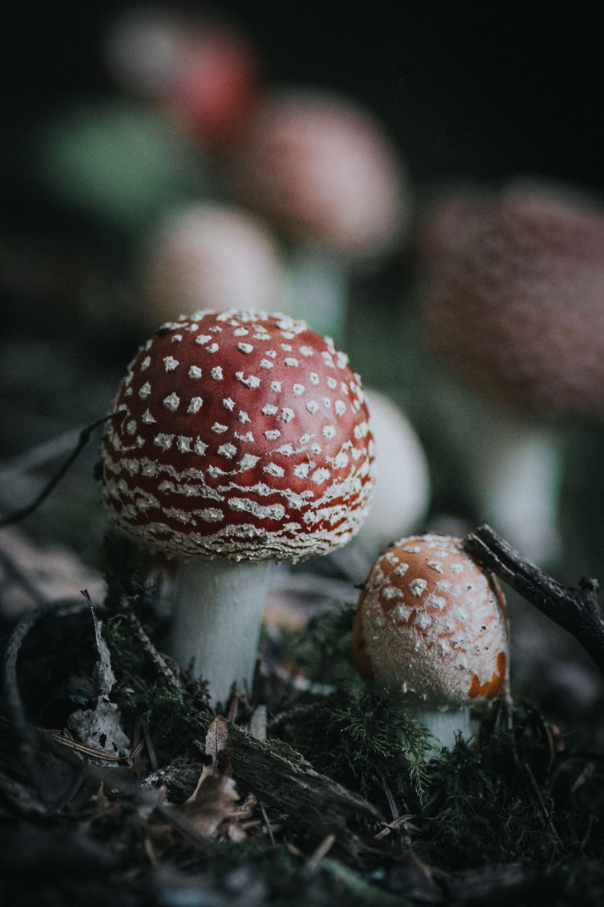 Found These Incredibly Beautiful Amanita Mushrooms In The Forest Near My House