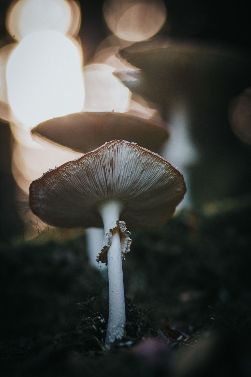 Found These Incredibly Beautiful Amanita Mushrooms In The Forest Near My House