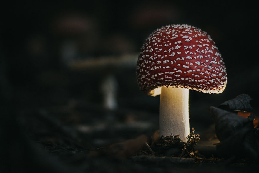 Found These Incredibly Beautiful Amanita Mushrooms In The Forest Near My House