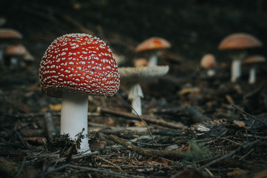 Found These Incredibly Beautiful Amanita Mushrooms In The Forest Near My House
