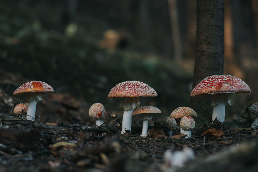 Found These Incredibly Beautiful Amanita Mushrooms In The Forest Near My House