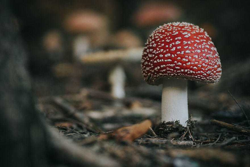 Found These Incredibly Beautiful Amanita Mushrooms In The Forest Near My House