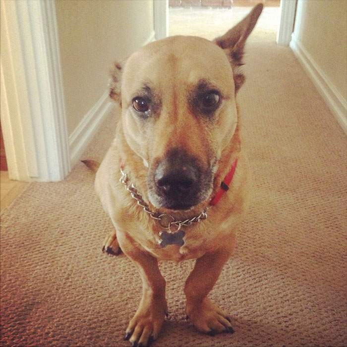 118 Of The Most Unbelievably Smart Things Animals Have Done That Surprised People