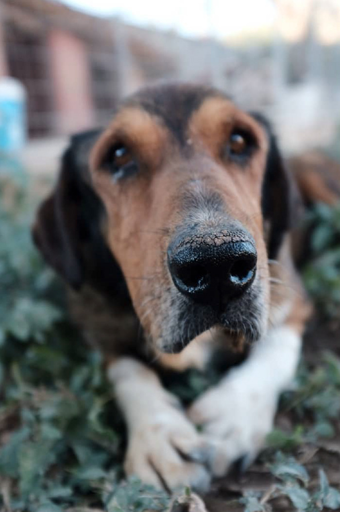 I Photograph Street And Shelter Dogs