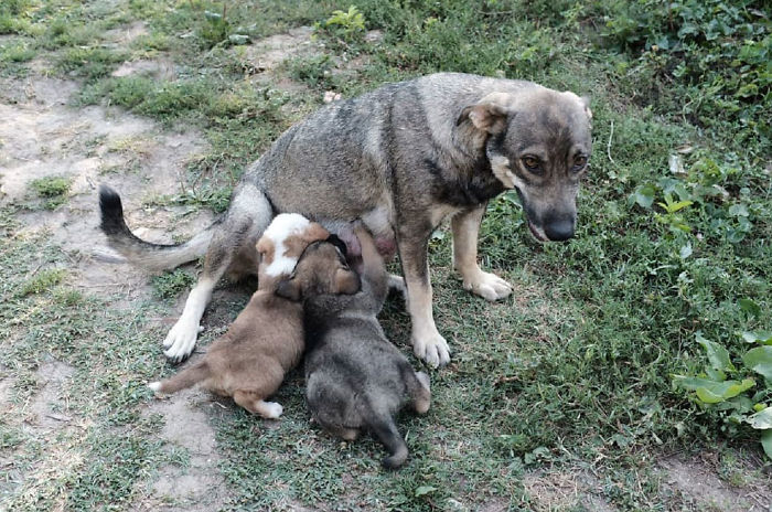 I Photograph Street And Shelter Dogs