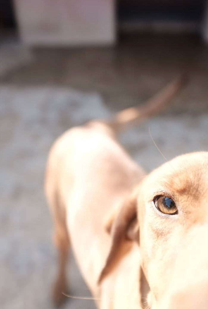 I Photograph Street And Shelter Dogs