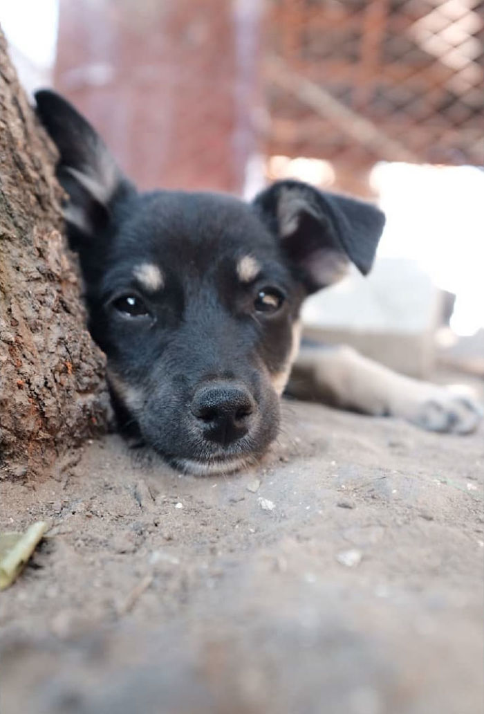 I Photograph Street And Shelter Dogs