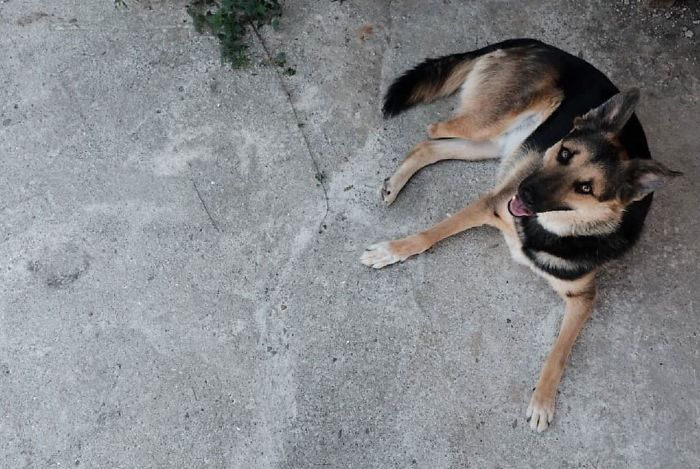 I Photograph Street And Shelter Dogs