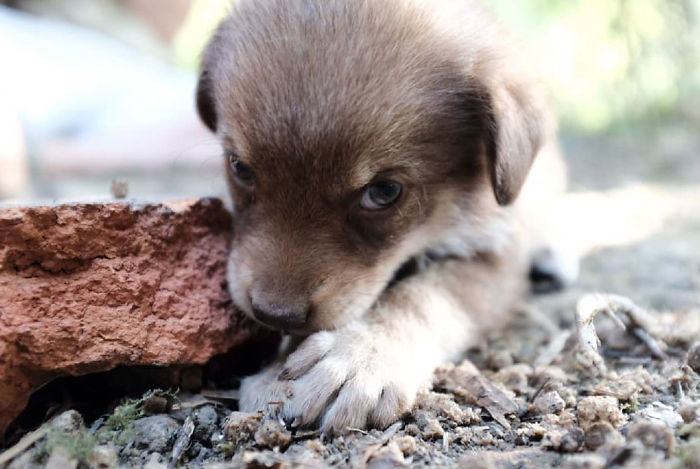 I Photograph Street And Shelter Dogs