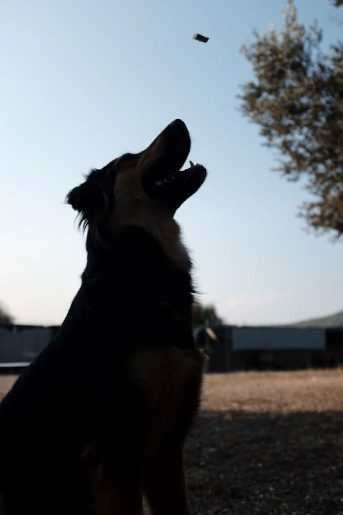 I Photograph Street And Shelter Dogs