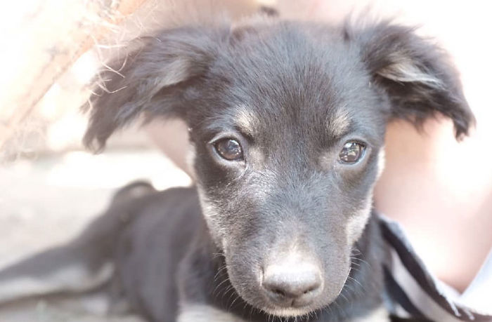 I Photograph Street And Shelter Dogs