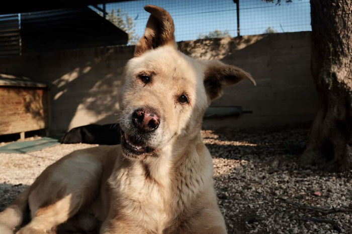 I Photograph Street And Shelter Dogs