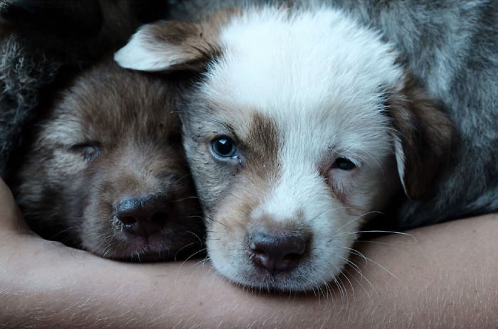 I Photograph Street And Shelter Dogs