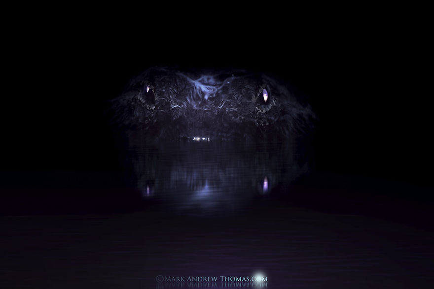 A Night In The Everglades