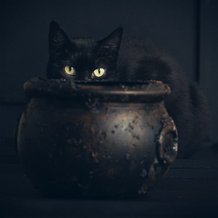 I Photograph Animals Every Halloween