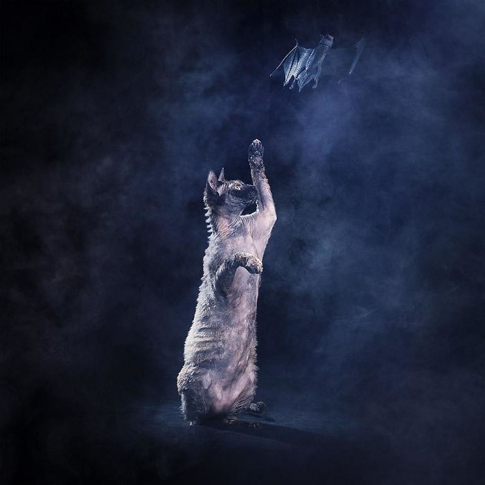 I Photograph Animals Every Halloween