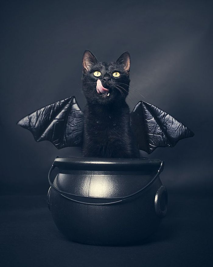 I Photograph Animals Every Halloween