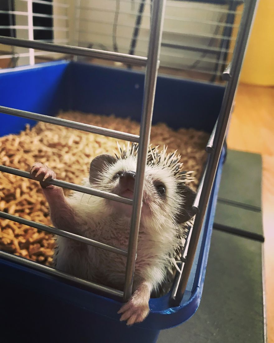 "Let Me Out I Want To Run Around Your Whole House"