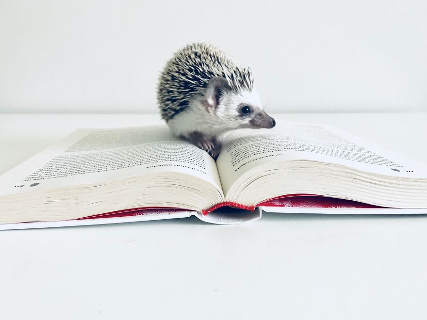 Little Book Lover