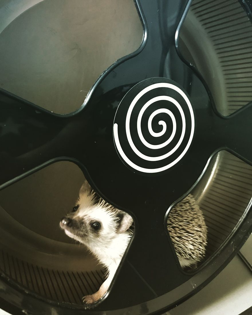 "Hey Human, Do You Like My New Running Wheel?"