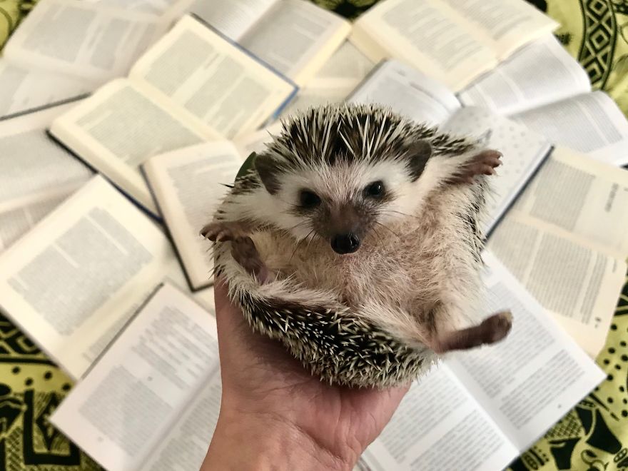 "Put Me Down, Human!"