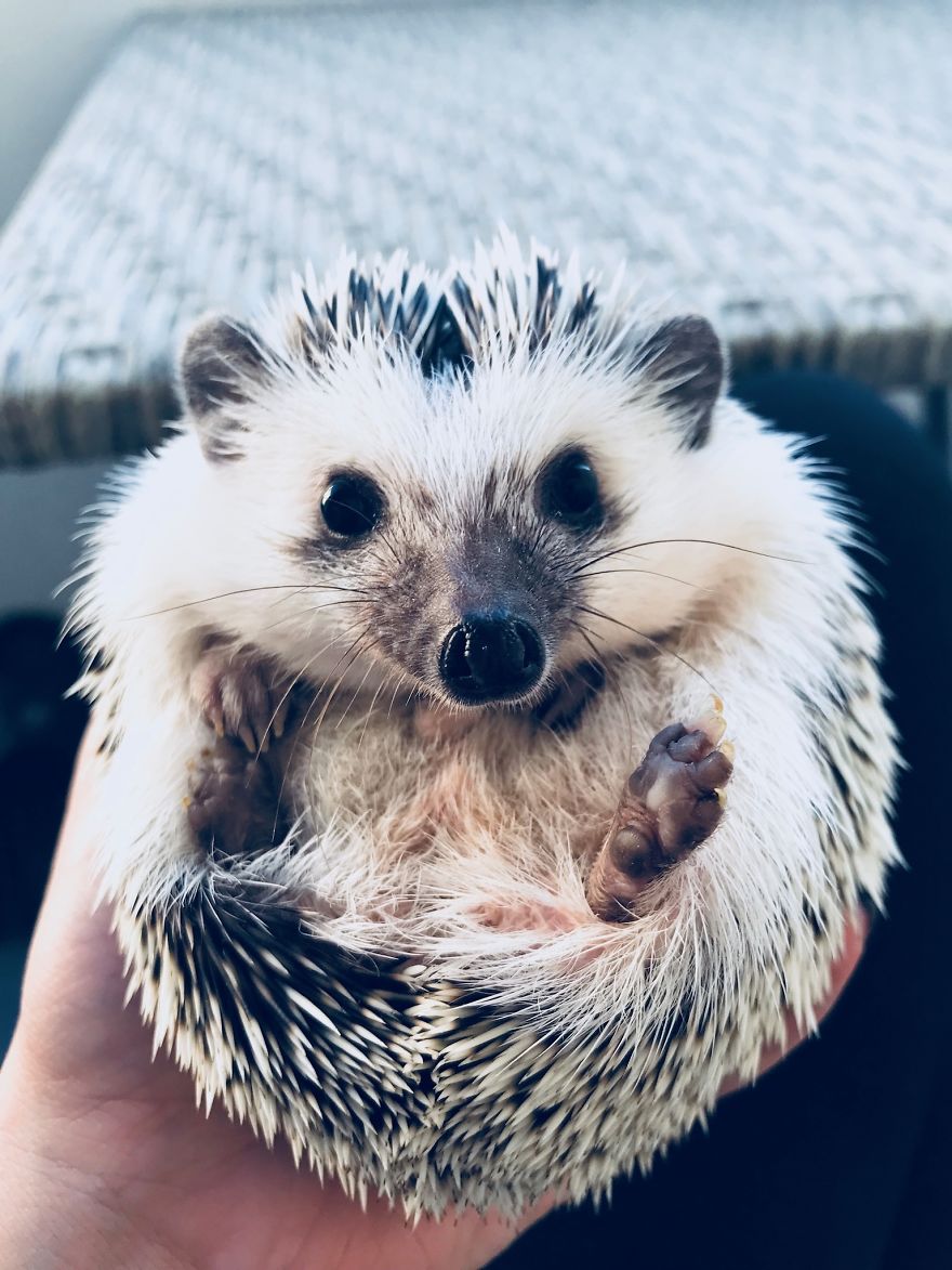 It’s Time For Some Belly Rubs