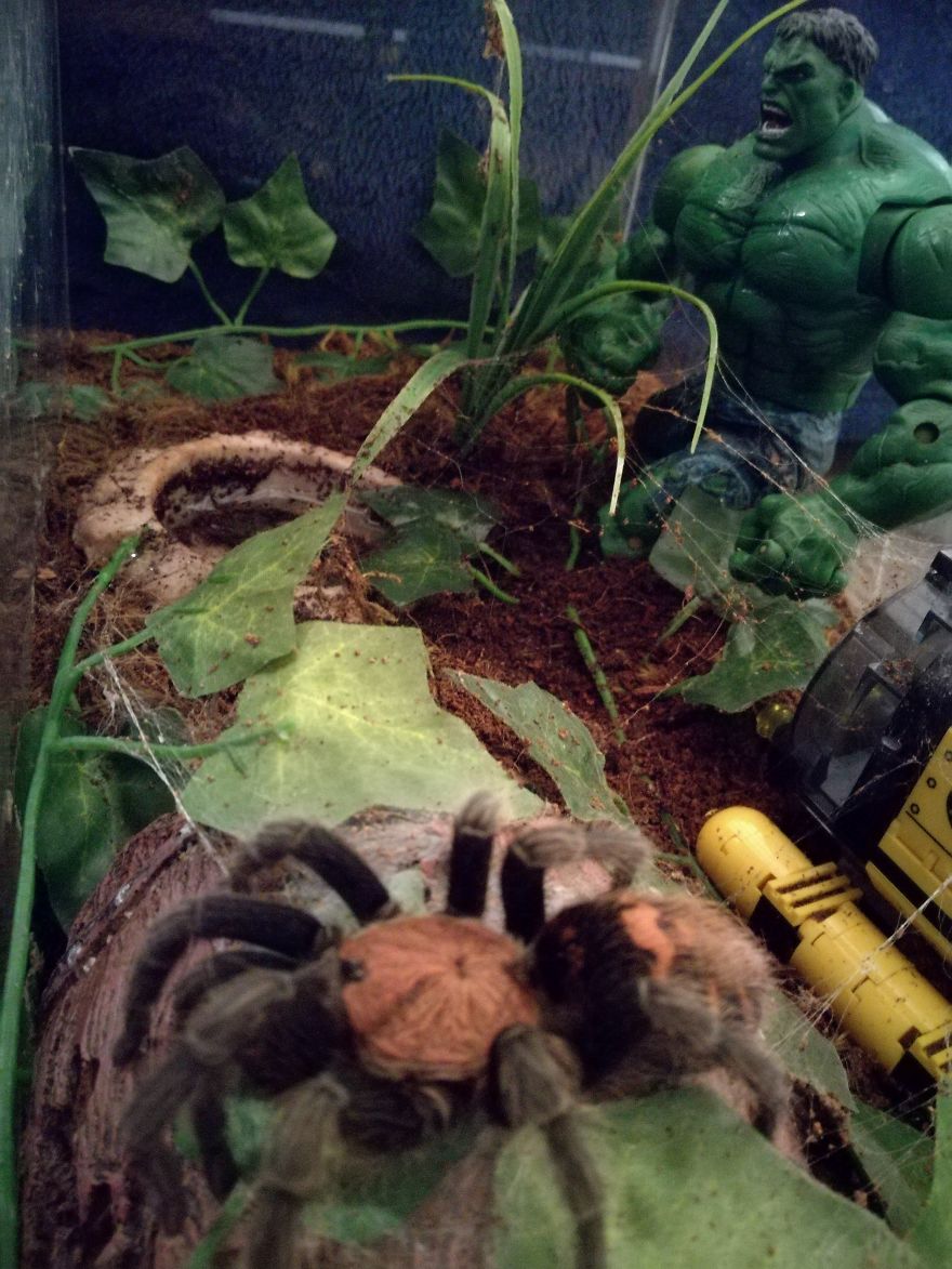 Pets For Heroes Pets For Heroes