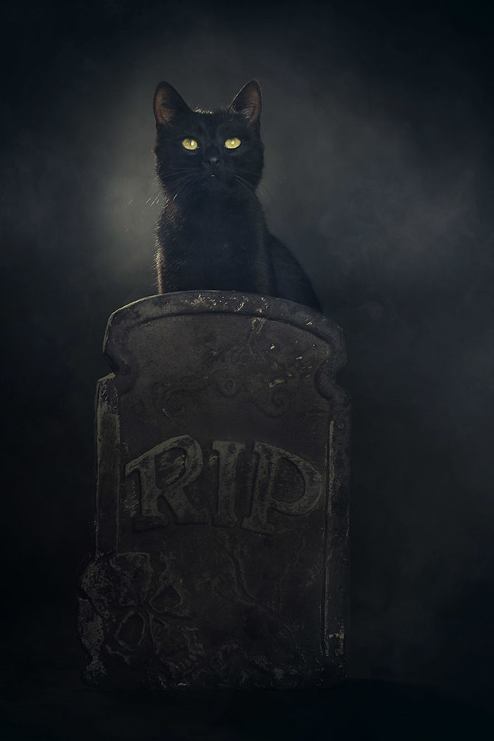 I Photograph Animals Every Halloween