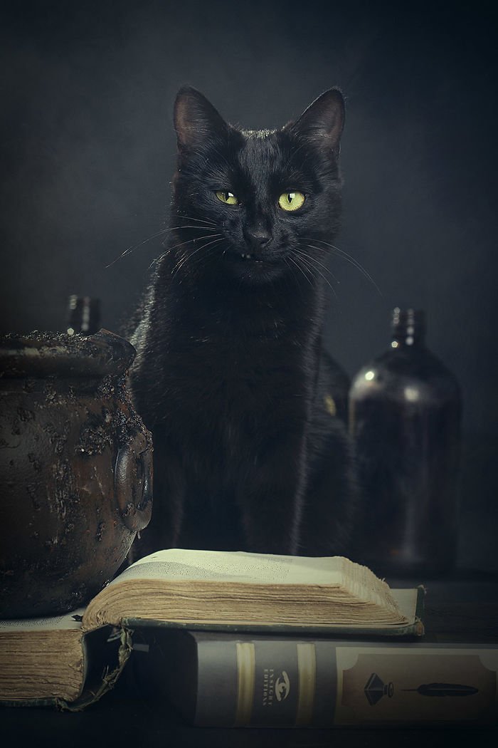 I Photograph Animals Every Halloween