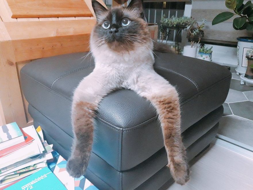 Japanese Artist Turns Awkward Animal Moments Into Sculptures, And The Result Is Hilarious Japanese Artist Turns Awkward Animal Moments Into Sculptures, And The Result Is Hilarious