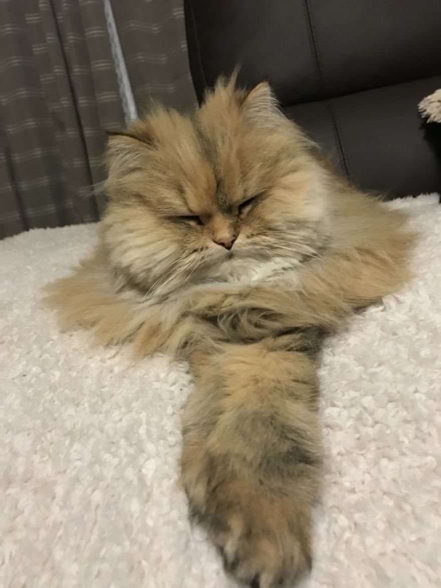 Japanese Artist Turns Awkward Animal Moments Into Sculptures, And The Result Is Hilarious Japanese Artist Turns Awkward Animal Moments Into Sculptures, And The Result Is Hilarious